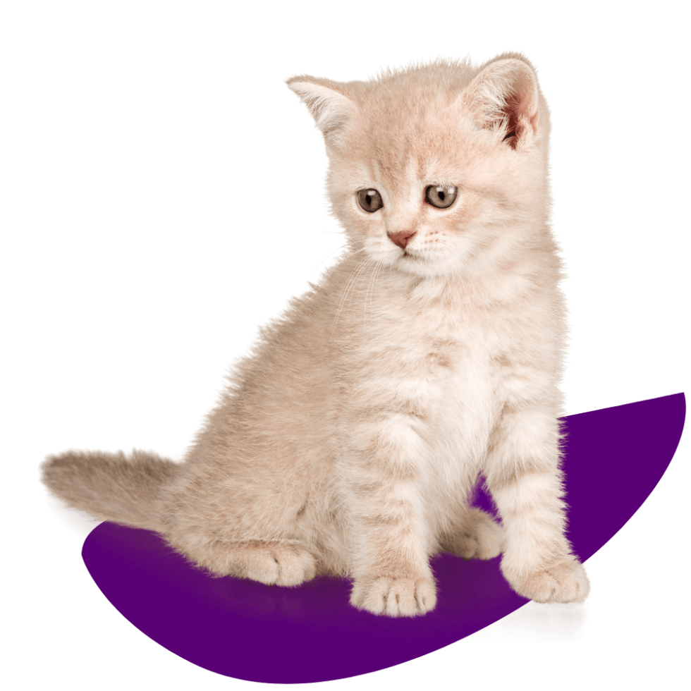 Vet Near Me American Fork, UT Country View Veterinary Hospital