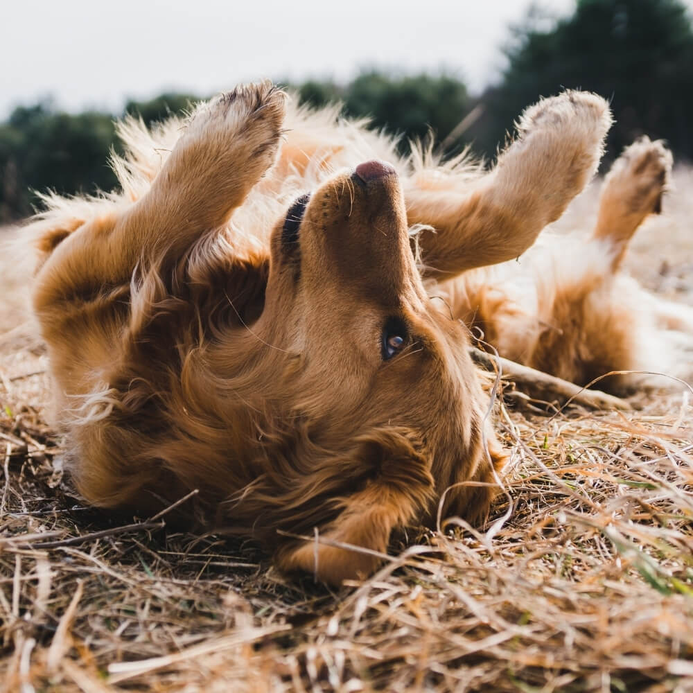 A Dog Lying on Grass