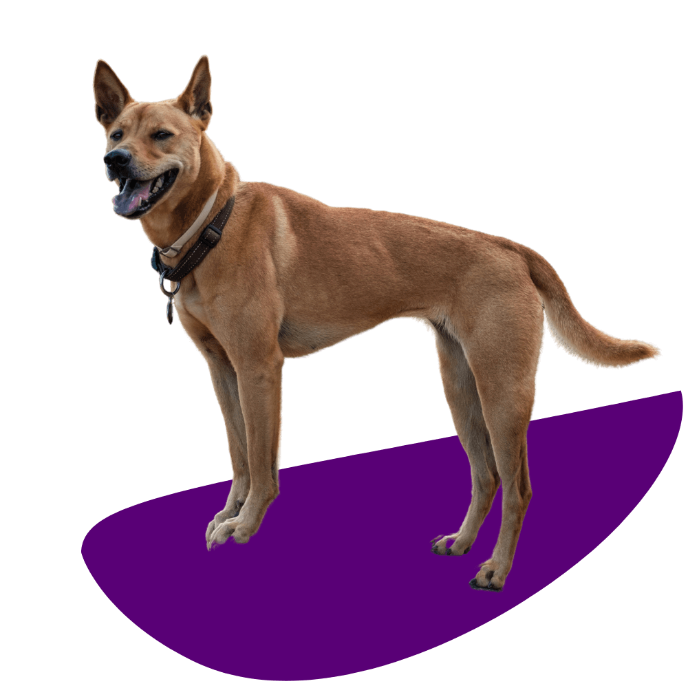A Dog Standing on Purple Surface