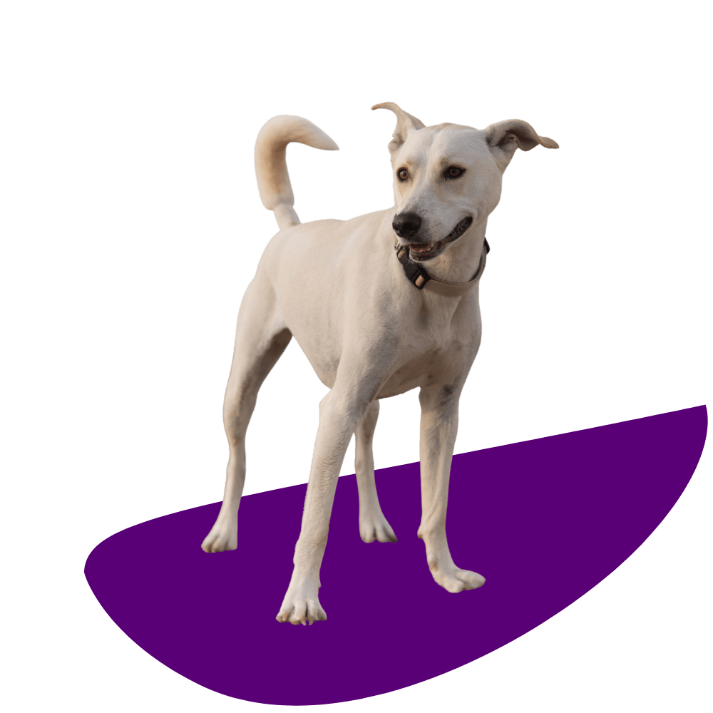 A White Dog Standing on Purple Surface