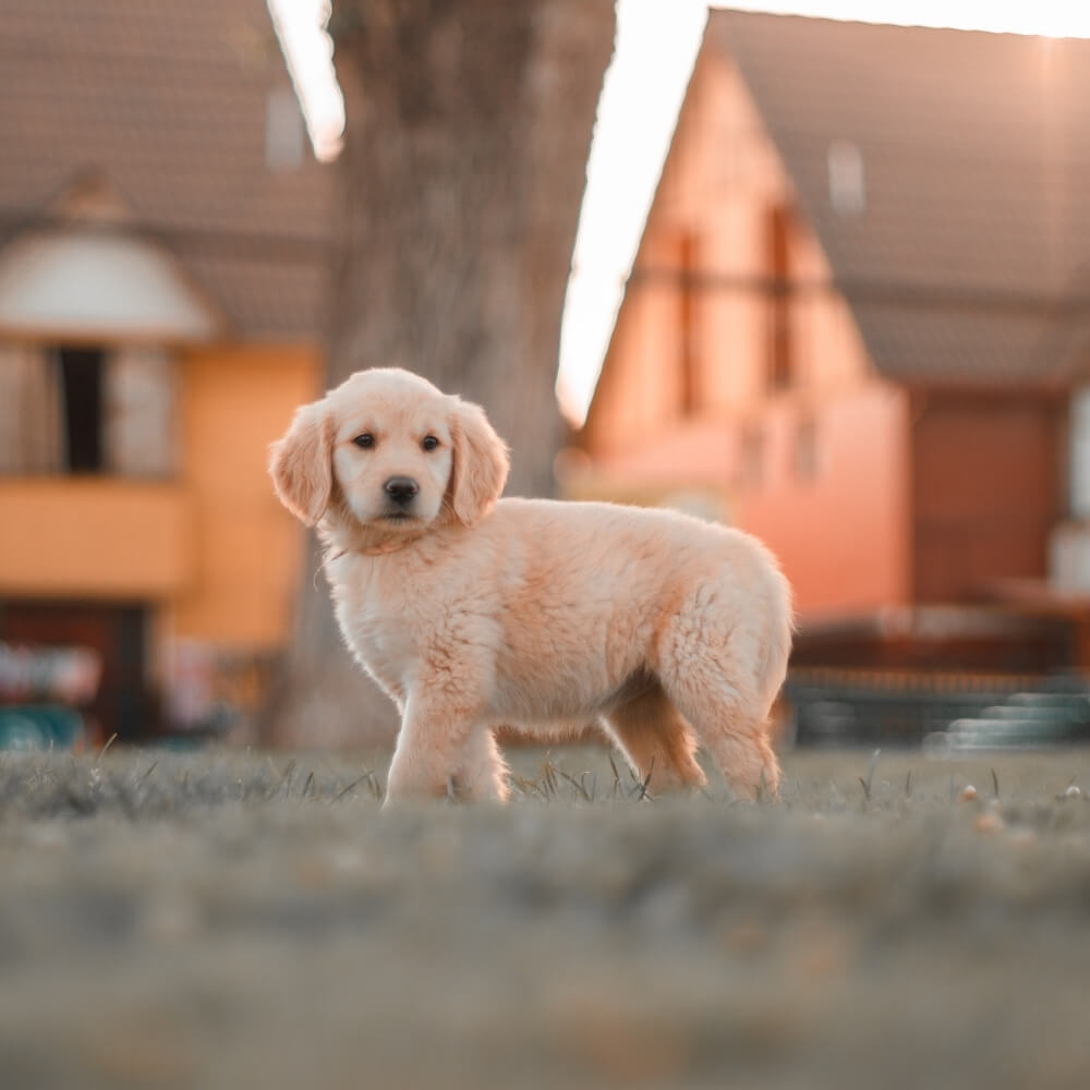 A Puppy Standing on Grass