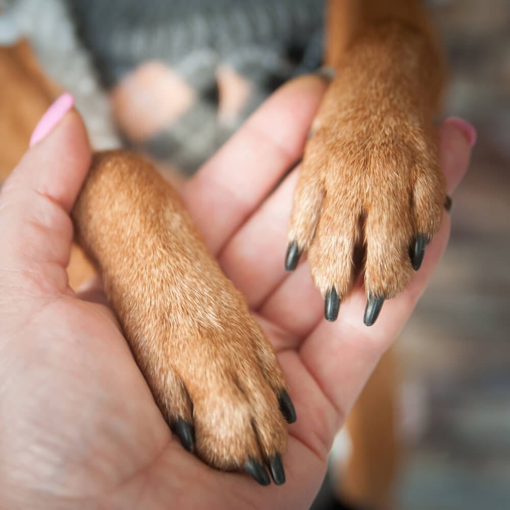 A Dog's Paws in a Person's Hand