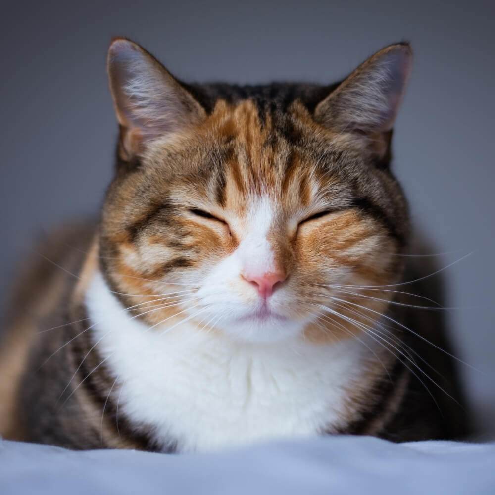A Cat Lying Down with its Eyes Closed