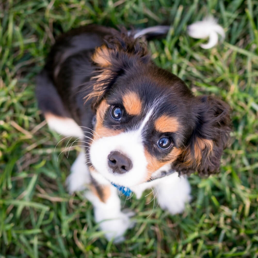 A Puppy Sitting on Grass