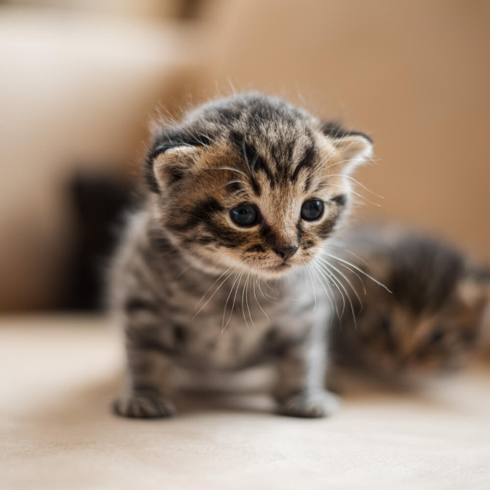 A Kitten on a Surface