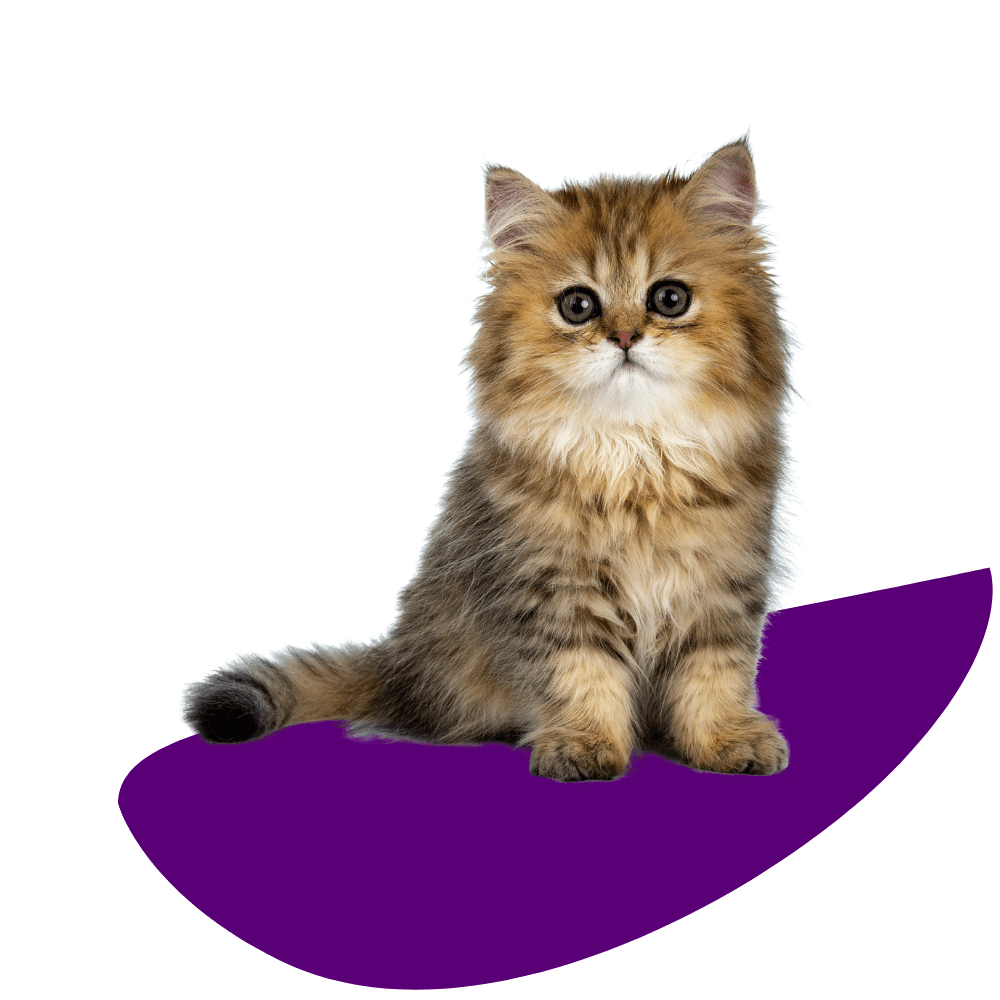 A Kitten Sitting on Purple Surface
