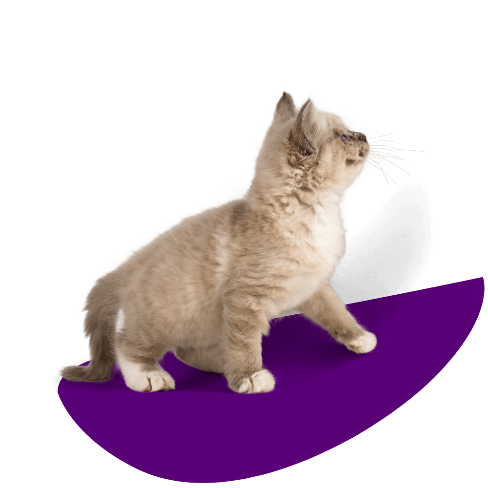 A Cat Standing on a Purple Surface
