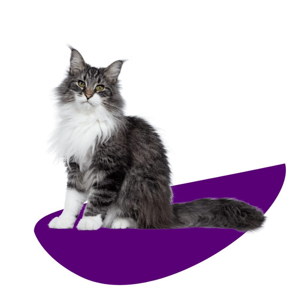 Veterinarian in American Fork, UT Country View Veterinary Hospital