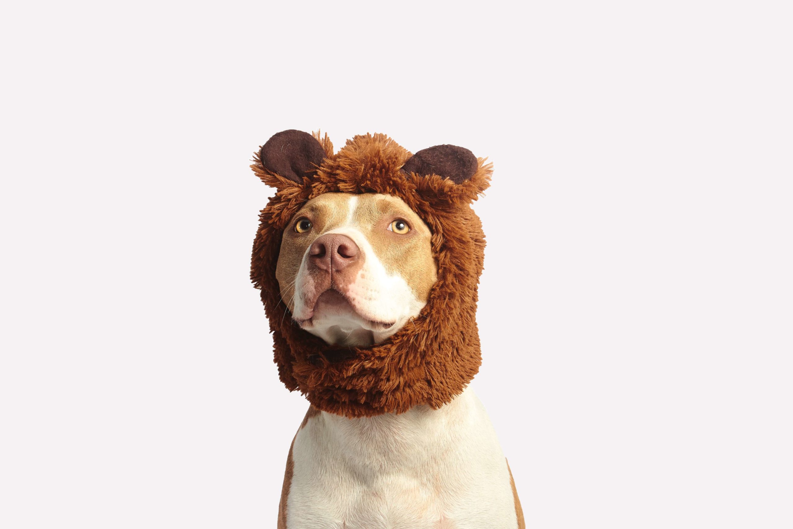 A Dog Wearing a Lion Hat