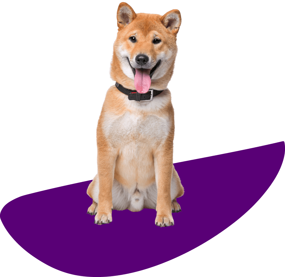 a happy cute dog a happy cute dog