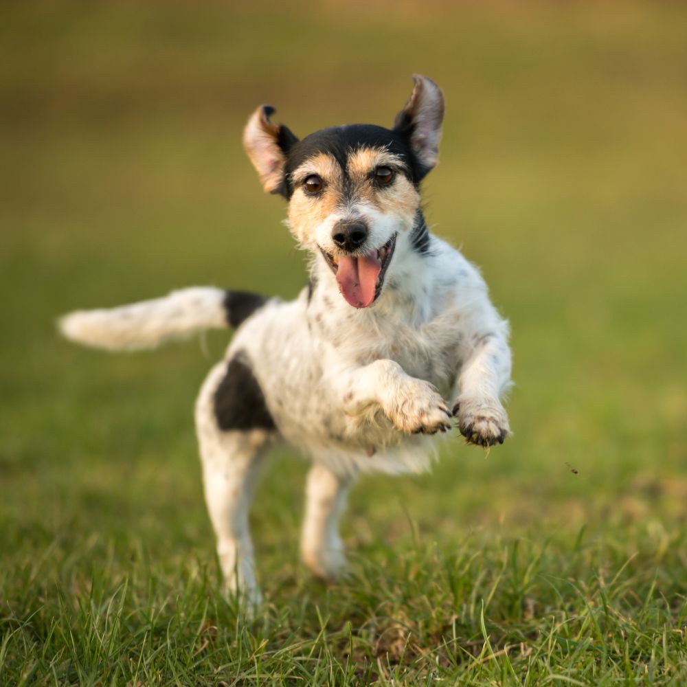 A Dog Walking on Leash