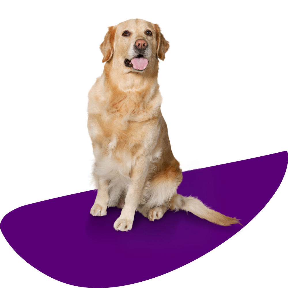 payment-img A golden retriever sitting proudly on a vibrant purple surfboard