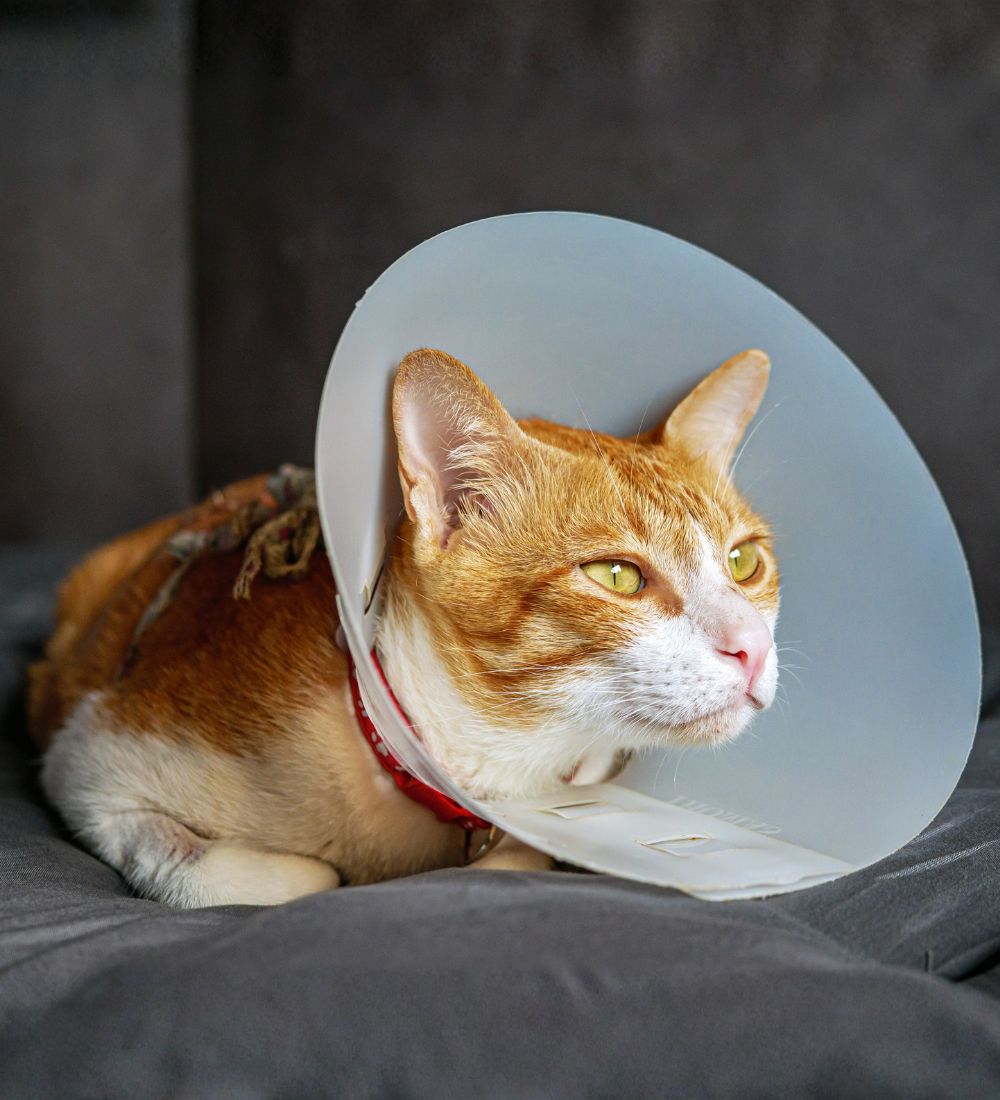 cat wearing a plastic cone collar