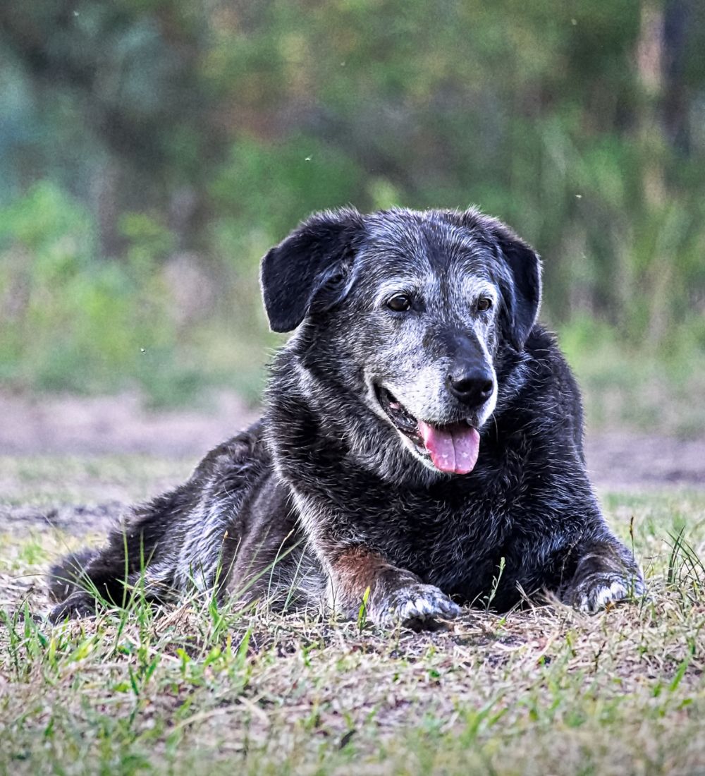A senior black dog