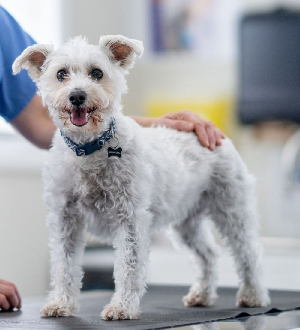 A vet conducts an examination of a white dog