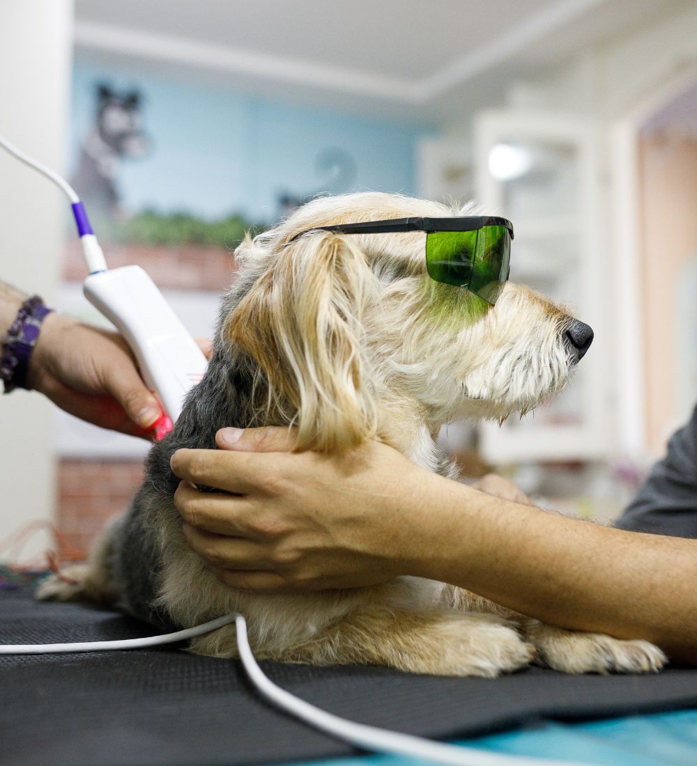 Man holding his dog while it's getting laser therapy