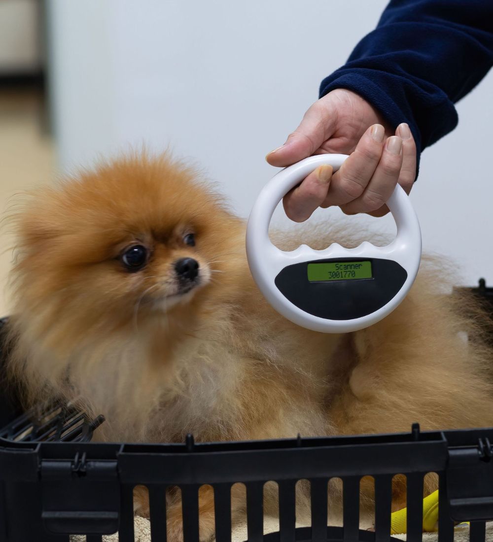 Veterinarians scanning a dog's microchip