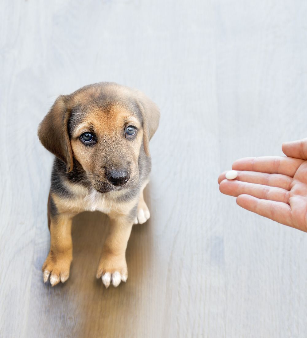 Pet owner giving a dog medication