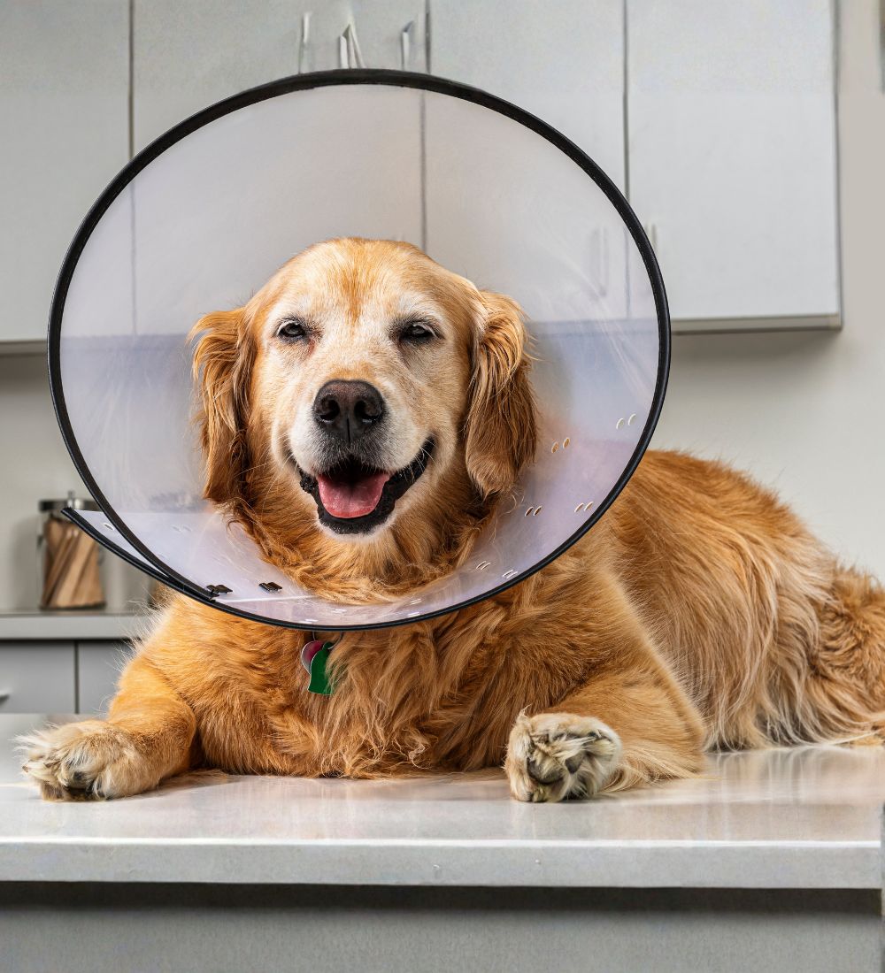 A golden retriever wearing a protective cone