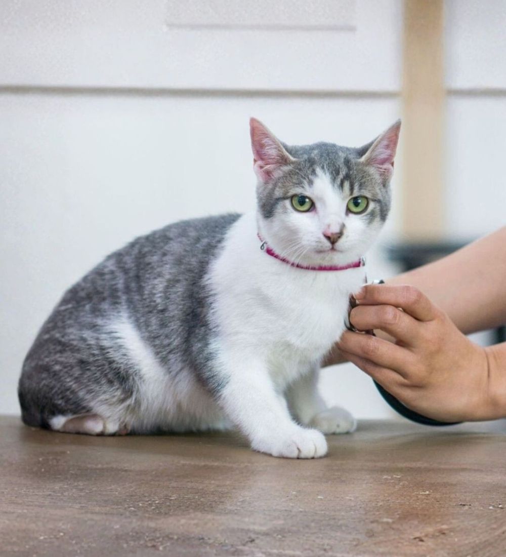 A female vet examining a cat