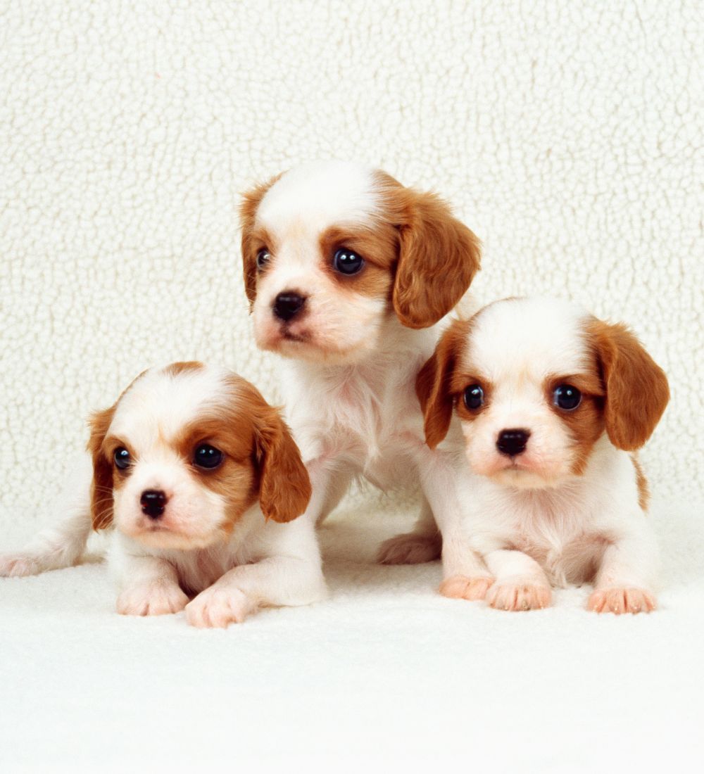 Three adorable puppies sitting together