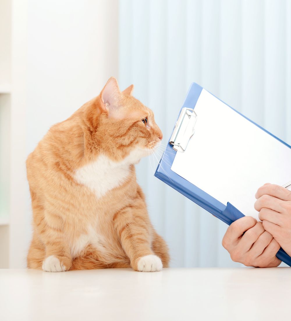 veterinarian examining beautiful adult cat