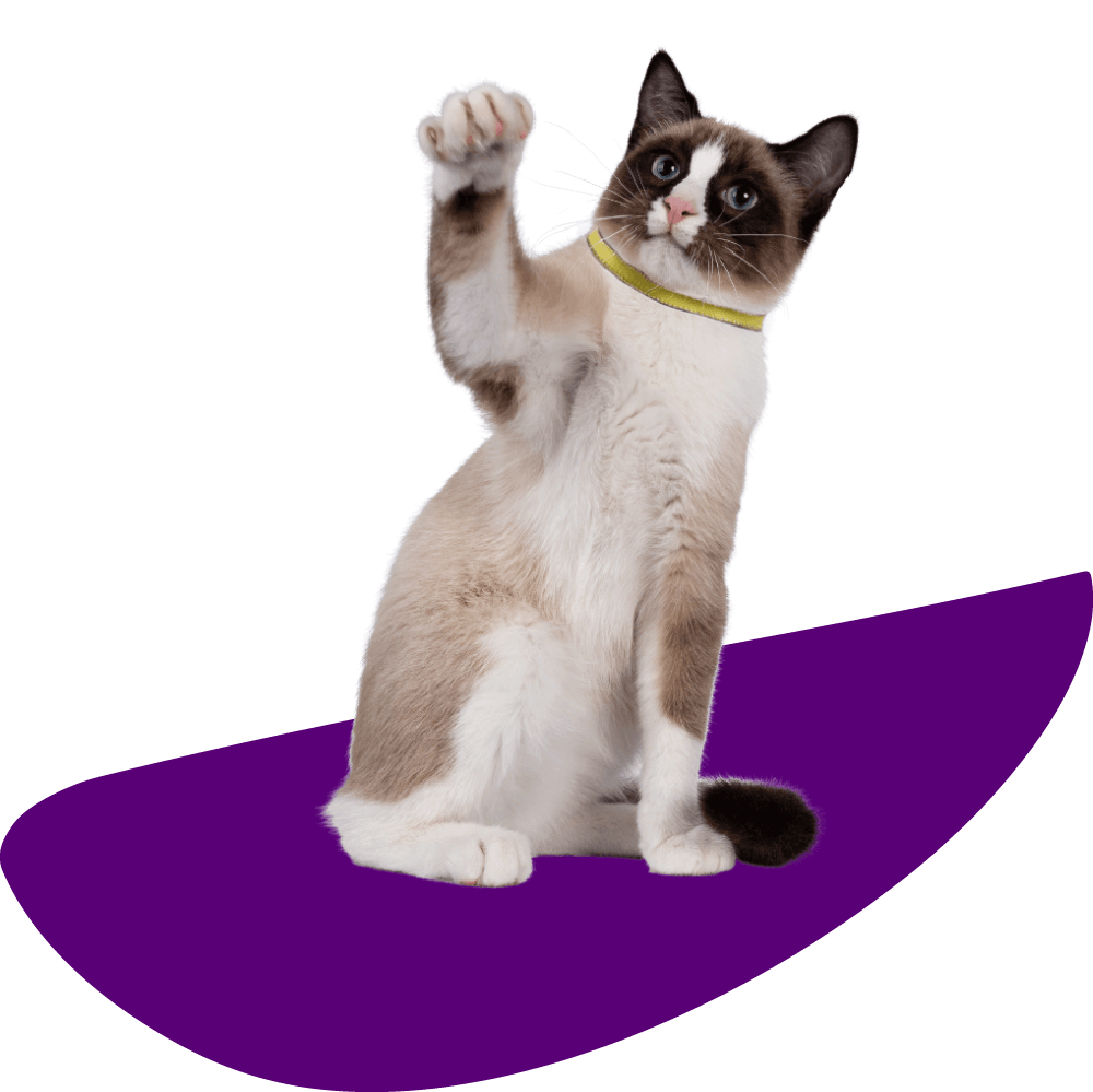 A cat with its paw raised
